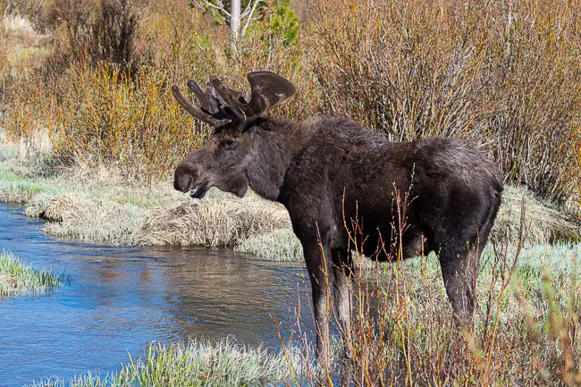 Moose in the willow bushes on an Wildlife Photo Tour in Estes Park